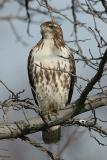 Red-tailed Hawk, Immature