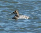 Canvasback (Female)