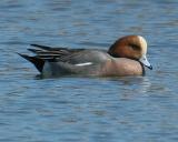 Eurasian Wigeon
