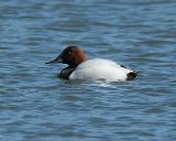 Canvasback (Male)