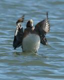 Eurasian Wigeon (Male)