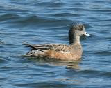 American Wigeon (Female)