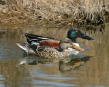 Northern Shovelers
