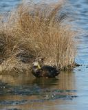 American Black Duck