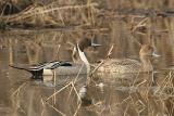 Northern Pintails