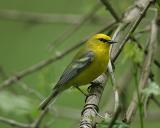 Blue-winged Warbler