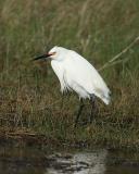 Snowy Egret