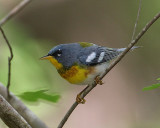 Northern Parula