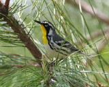 Yellow-throated Warbler