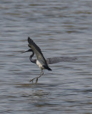 Tricolored Heron