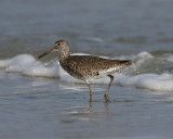 Willet