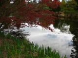 Japanese red maple