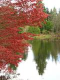 Red maple on the lake