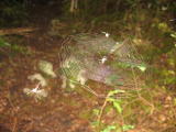 We encountered so many spiderwebs spun across the trail! This one was even manned.