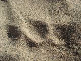 Fingerprints in the sand