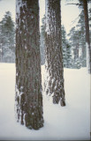 Coniferous wintertrees