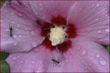 Ants at work