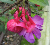 Fuchsia 