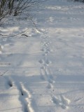 Tracks And Shadows In Snow