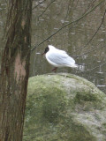 Black-headed Gull