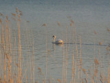 A Swan in the Evening Sun