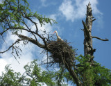 White Stork on its Nest