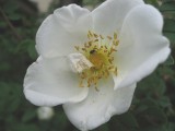 Little Bug in the Rose