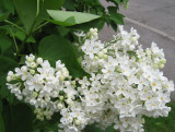 White Lilacs
