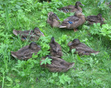 Ducks having Siesta
