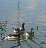 Barnacle Geese / Branta leucopsis