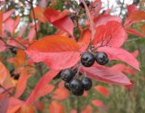 Aronia - Black and Red