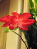 Christmas Cactus