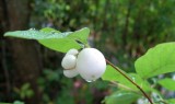 Snowberry After Rain