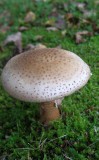Plate Mushroom - unidentified
