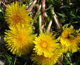Dandelions