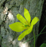 Tulipa Sylvestris