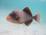 Yellowmargin triggerfish