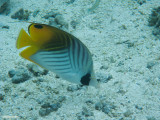 Threadfin butterflyfish