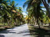 Palmtree aisle