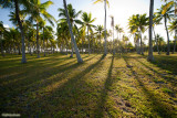 Shadow of palmtrees