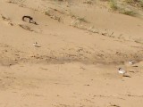 Hooded Plover 1