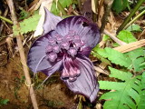 Black Orchid