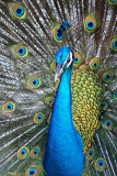 Malaysia, Sarawak, Jongs crocodile farm, Peacock