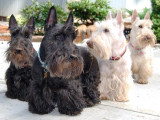 The gang – OK, we’re all here -- WHERE are the treats???? (L – R: Agatha, Mason, Connor, Phoebe)