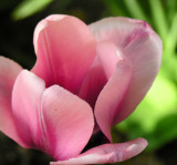 Tulip 11.