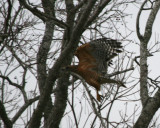 Red-shouldered Hawk taking off
