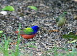 Painted Buntings (male and female) 2