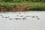 Ducks at the Water Treatment Pond