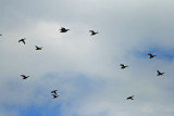 Ducks flying over Water Treatment Ponds