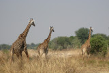 Kapamba Camp Giraffe